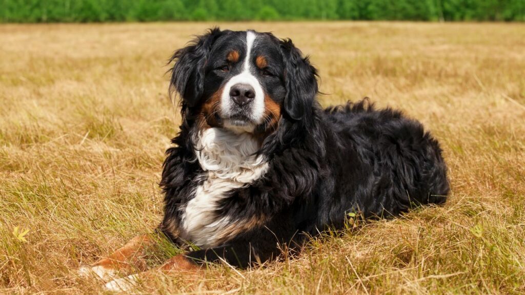  Bernese Mountain Dog