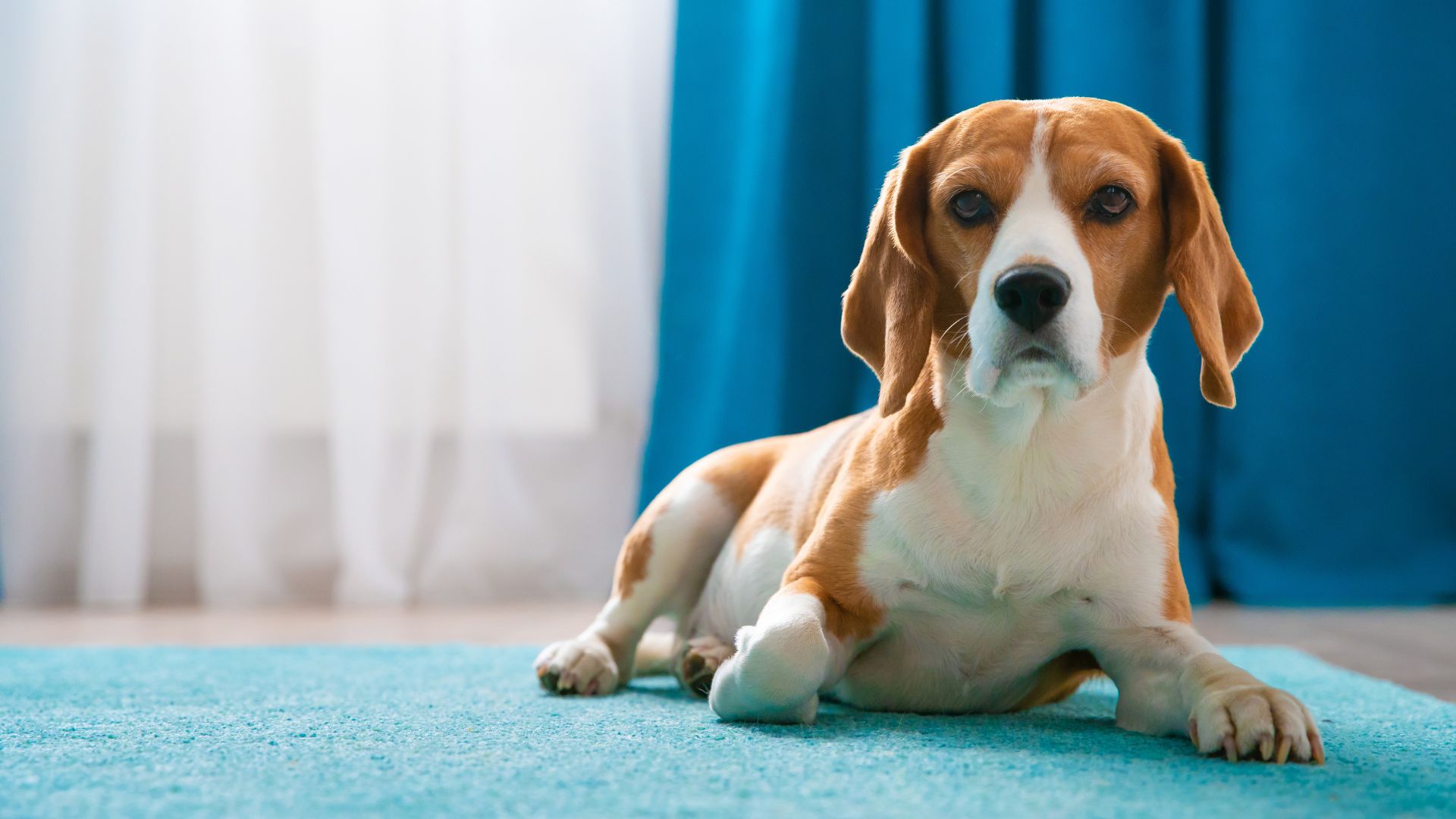 Best Dog Breeds for Quiet Apartments