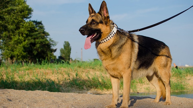 Best Dog Collars for German Shepherds Review