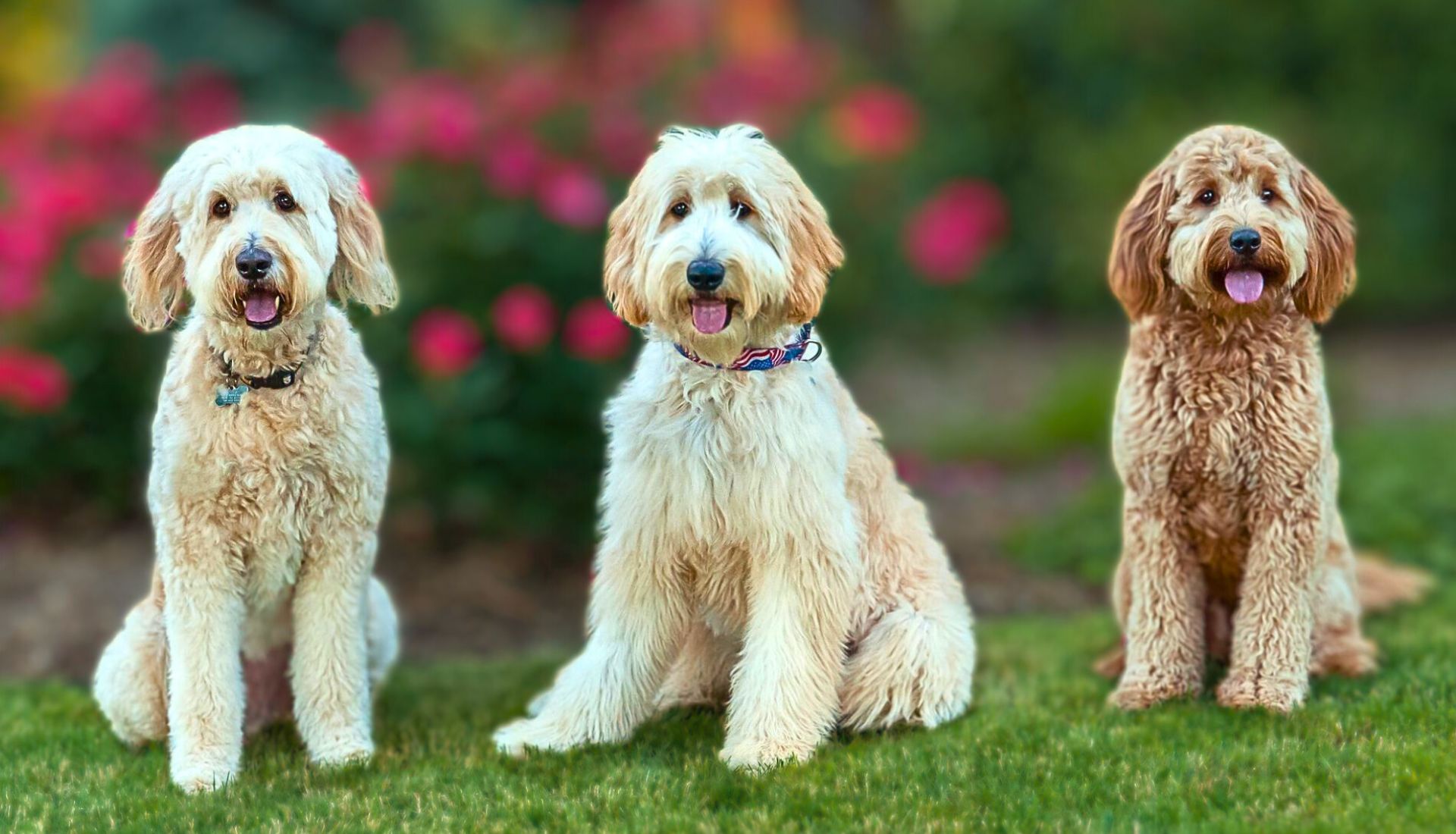 Best Doodle Guard Dogs