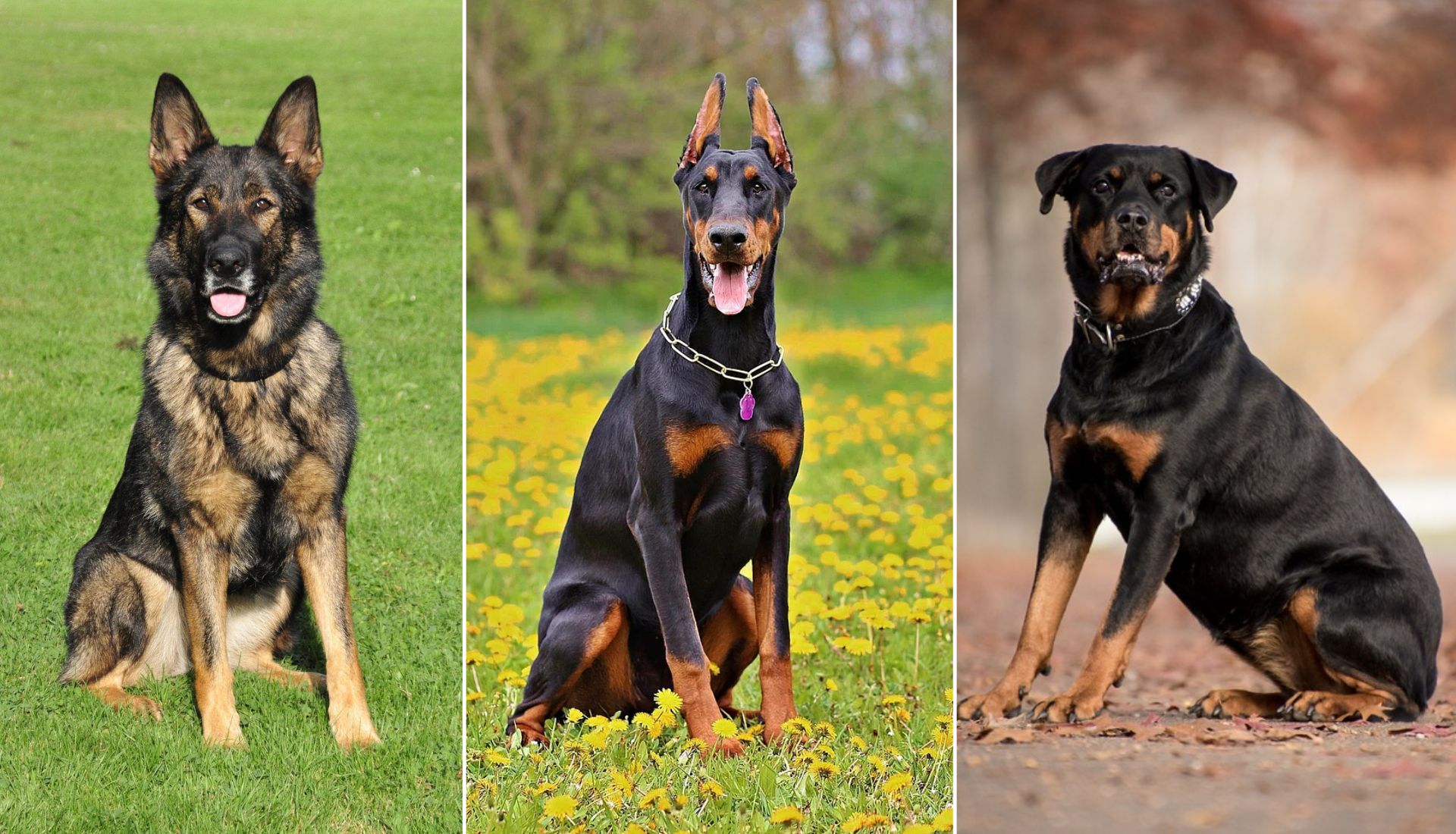 Best Guard Dog Breeds in the UK