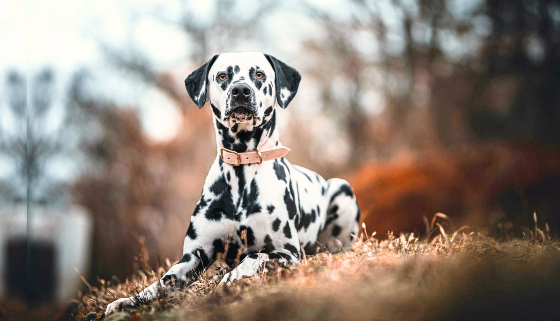 Best Guard Dog for Country Living