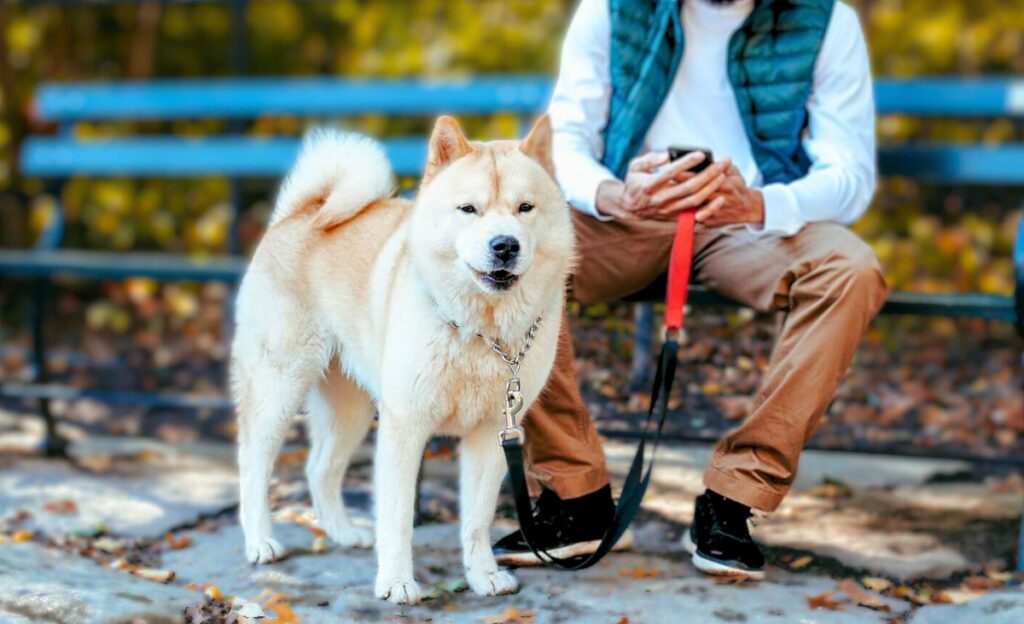 Best Guard Dogs For Introverts