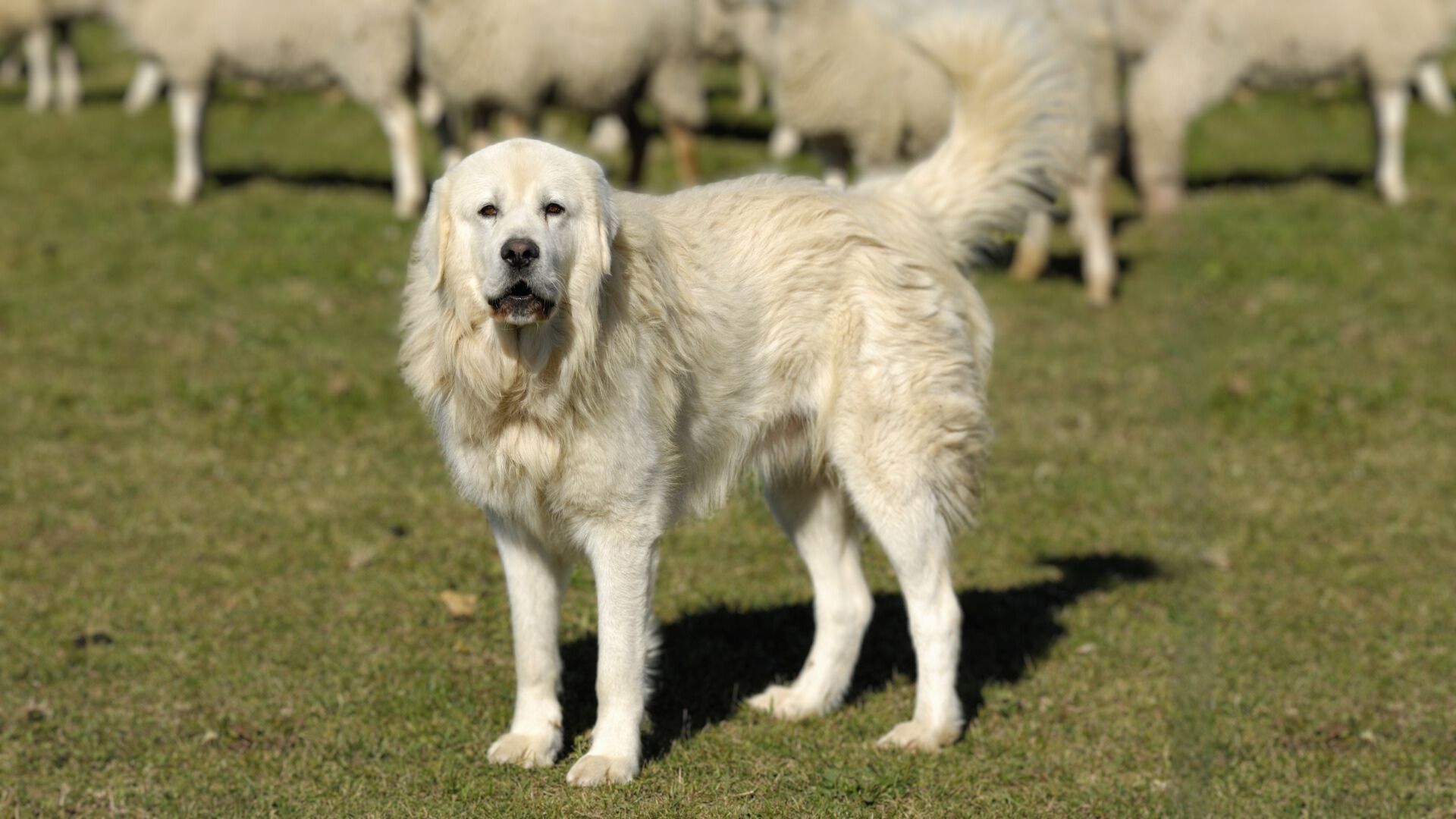 Best Guard Dogs for Peaceful rural Living 2