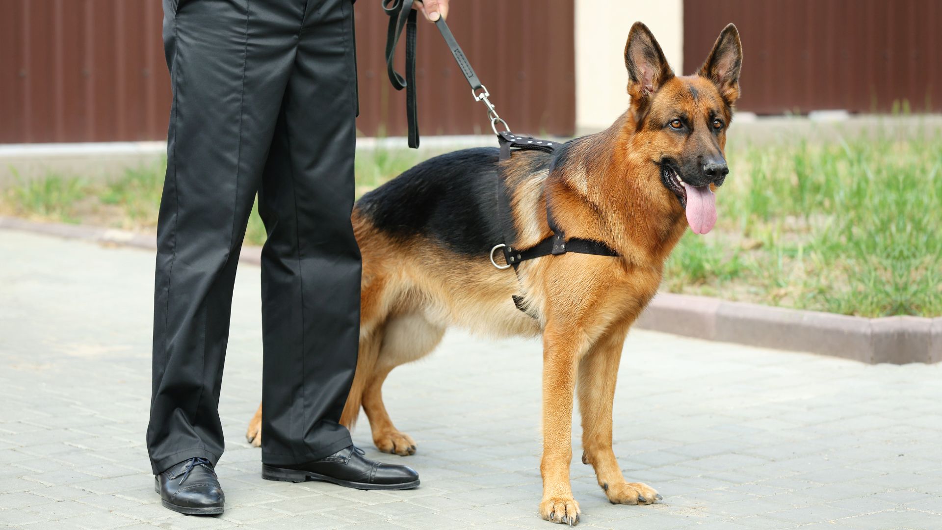 Best Guard Dogs for Veterans