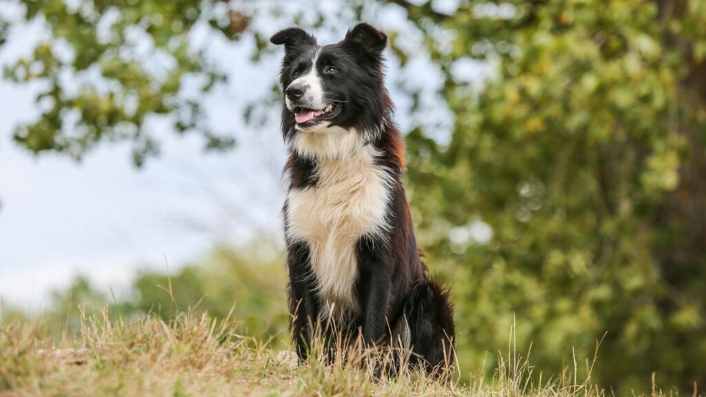 do border collies shed a lot