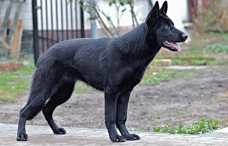 Best black guard dog breeds