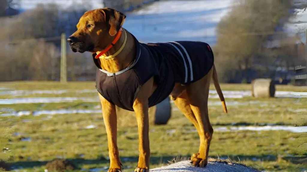 Best dogs for jogging protection