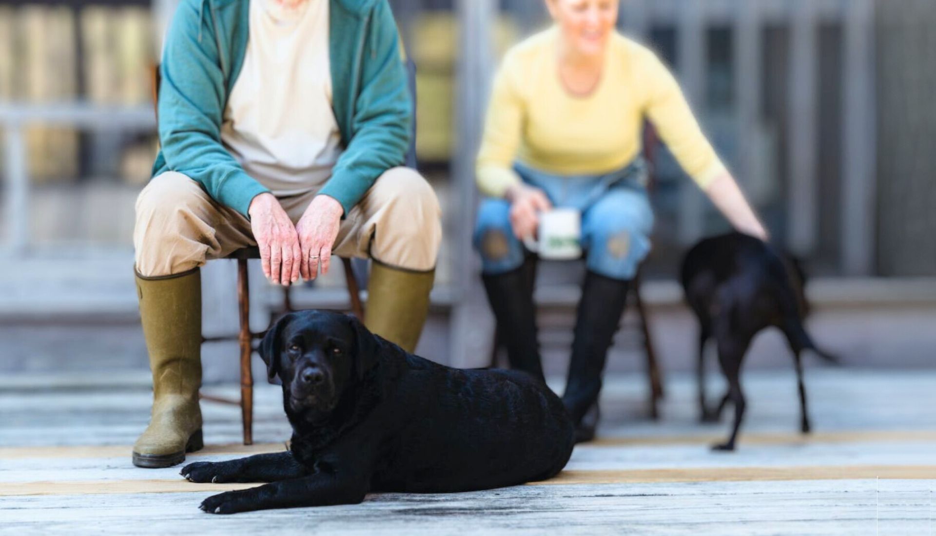 Best guard dogs for seniors 1