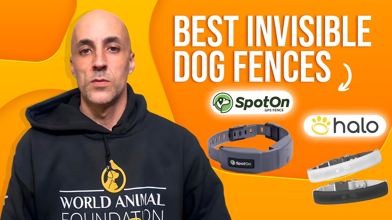 Best invisible dog fence