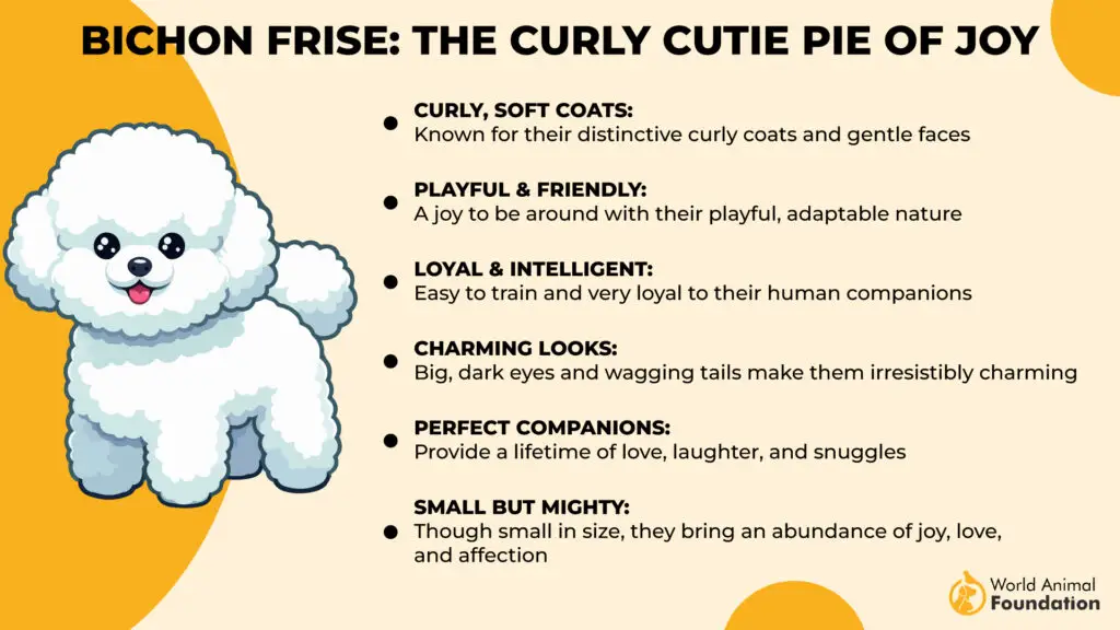 Bichon Frise The Curly Cutie Pie of Jo