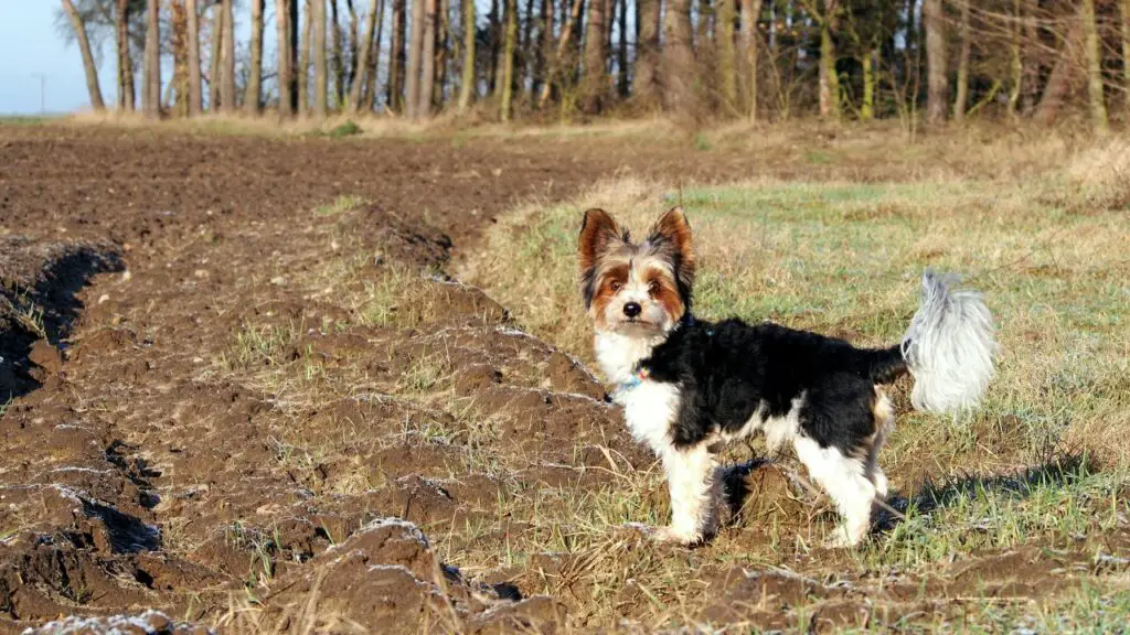 small dog breeds list with pictures
