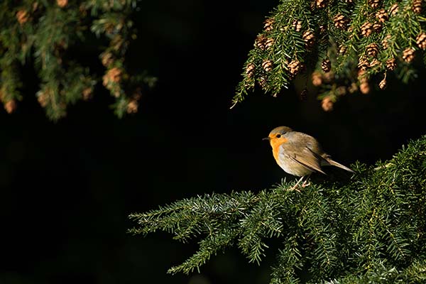 bird chirping at night