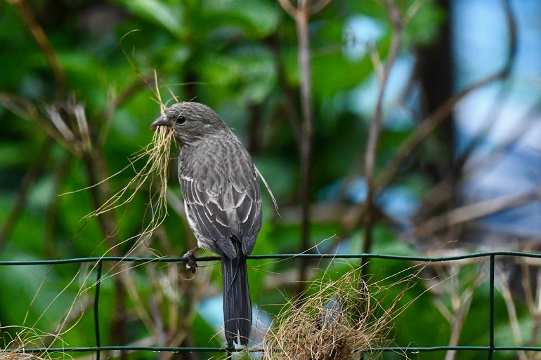 multiple nests