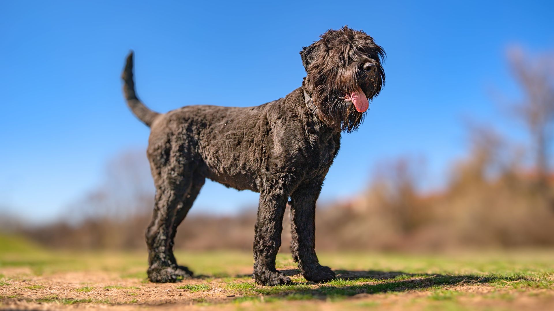 Black Dog Breeds