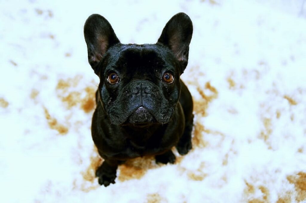 Black French Bulldog