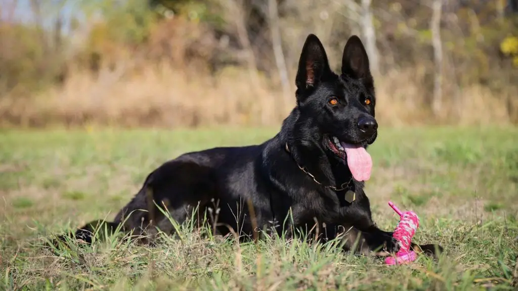 Black German Shepherd 1