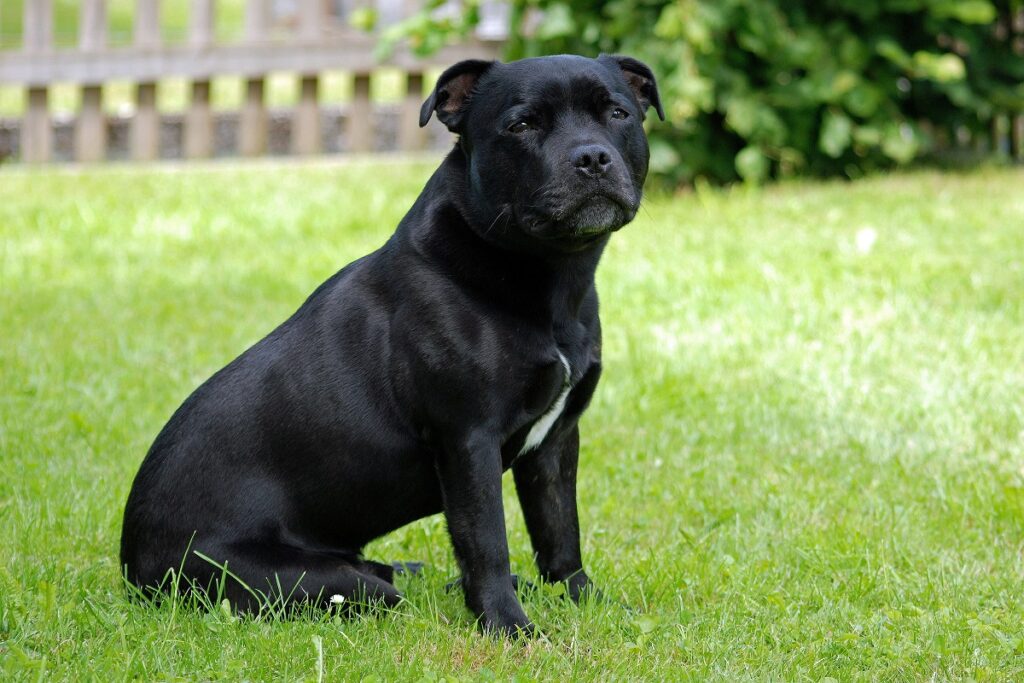 Black German Shepherd guard dogs