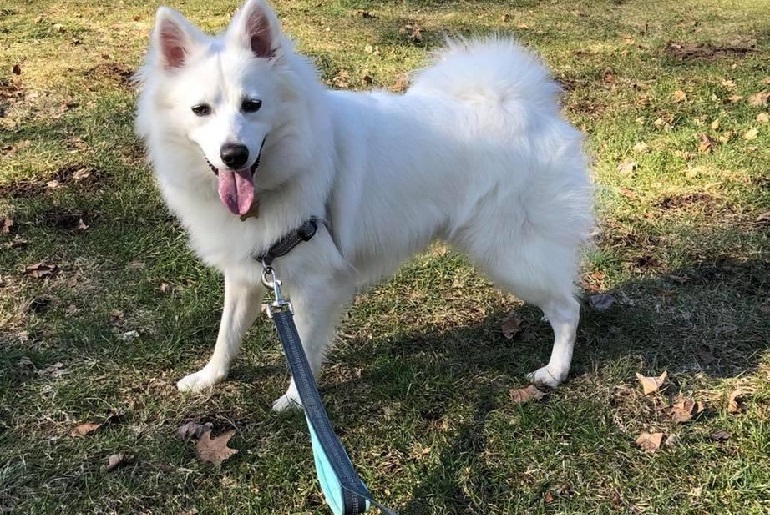 retractable dog leash chew proof