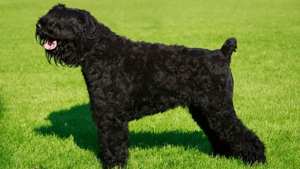 black guard dog breeds
