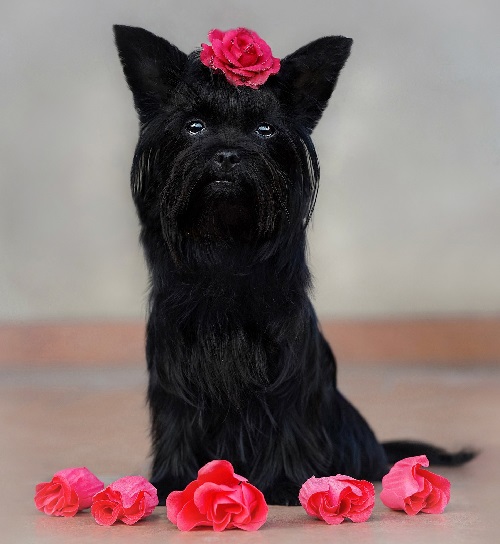 Black Yorkies