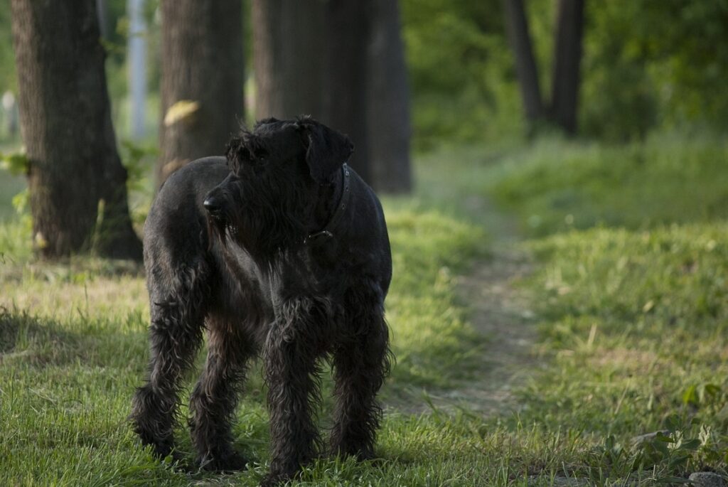 Black dog breeds for guarding