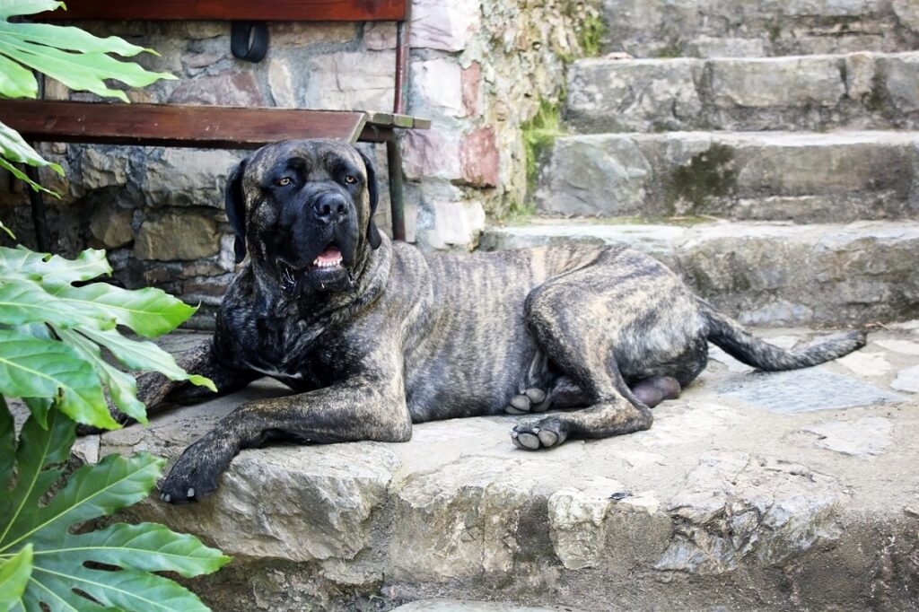 Black family guard dogs