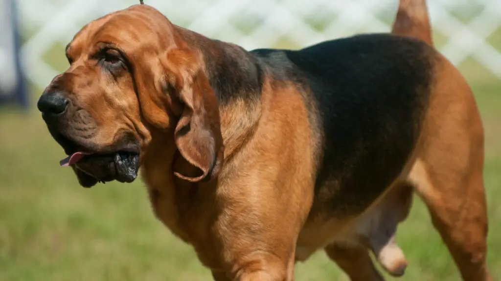 do bloodhounds smell bad