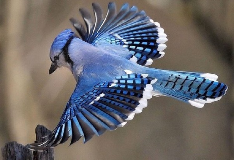 blue bird eggs