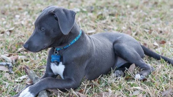 Blue Lacy