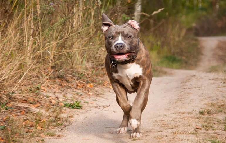 blue nose pit