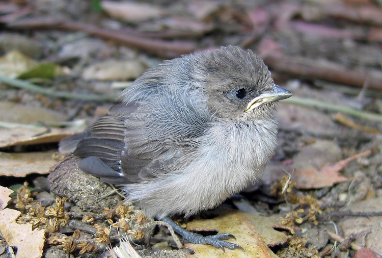 small brown birds lay blue bird eggs