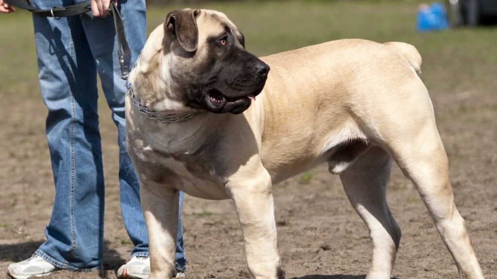 are Boerboel protective