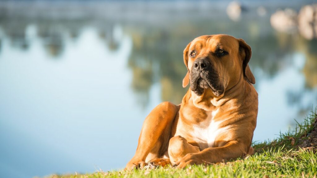 what is the most laid back dog breed
