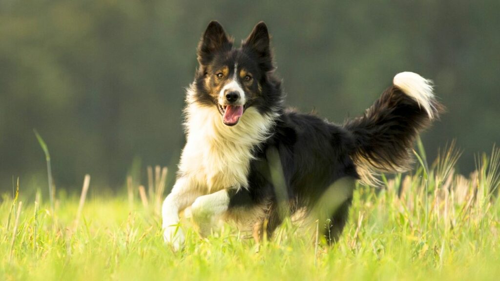 Pros and Cons of a Border Collie