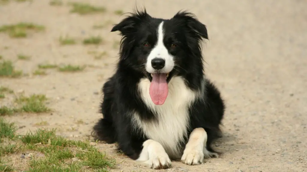 most emotionally intelligent dogs