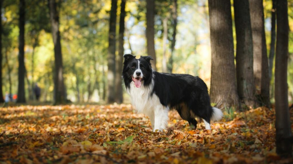 why you should get a border collie
