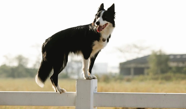 border collie puppy