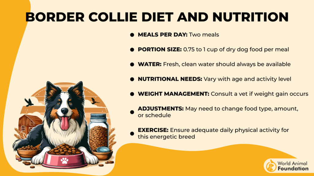 Border Collie Diet and Nutrition