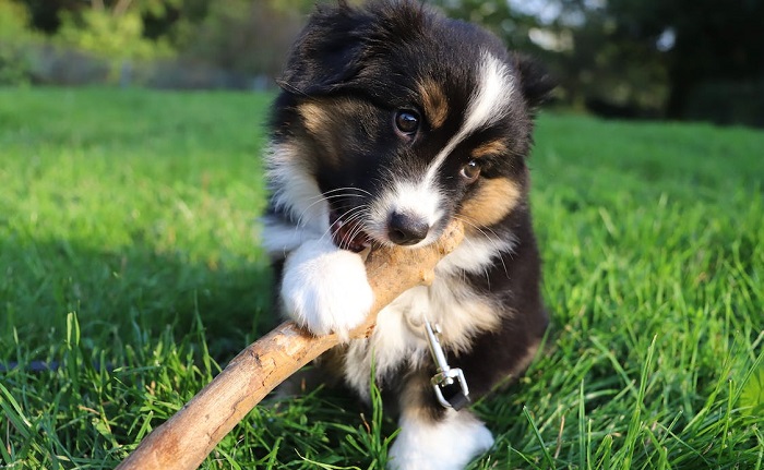 border collie mix