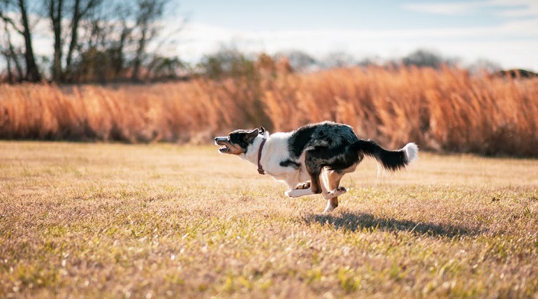 border collie puppies