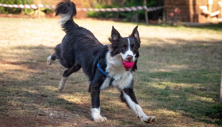 brown border collie