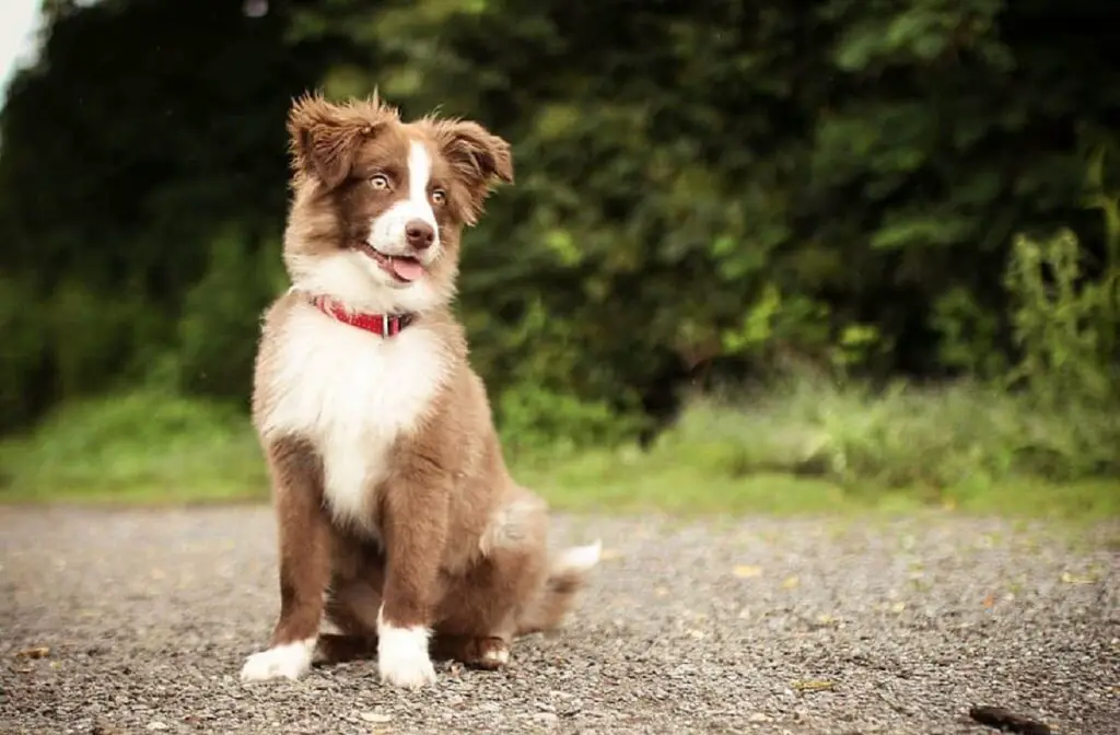 Border Collies