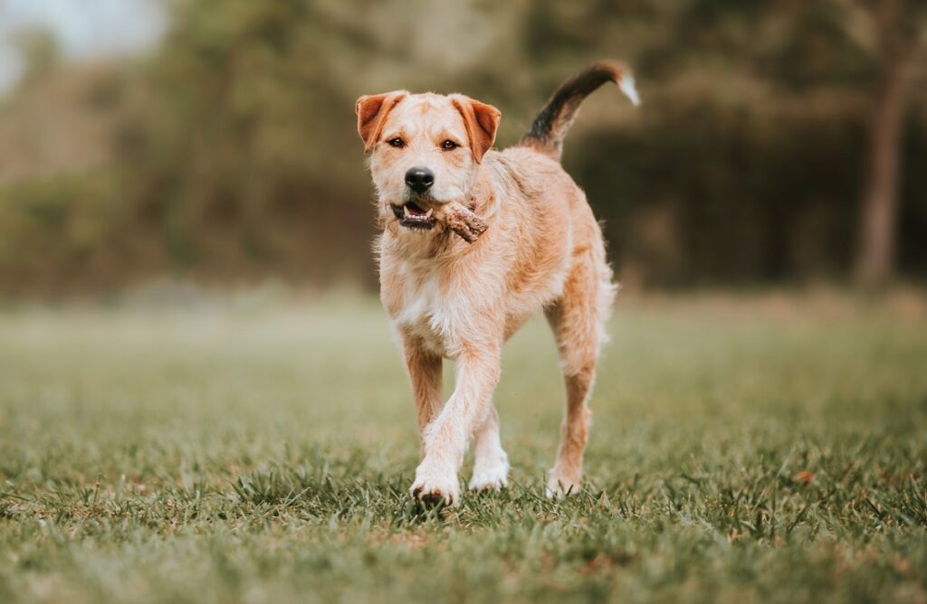 healthiest small dogs
