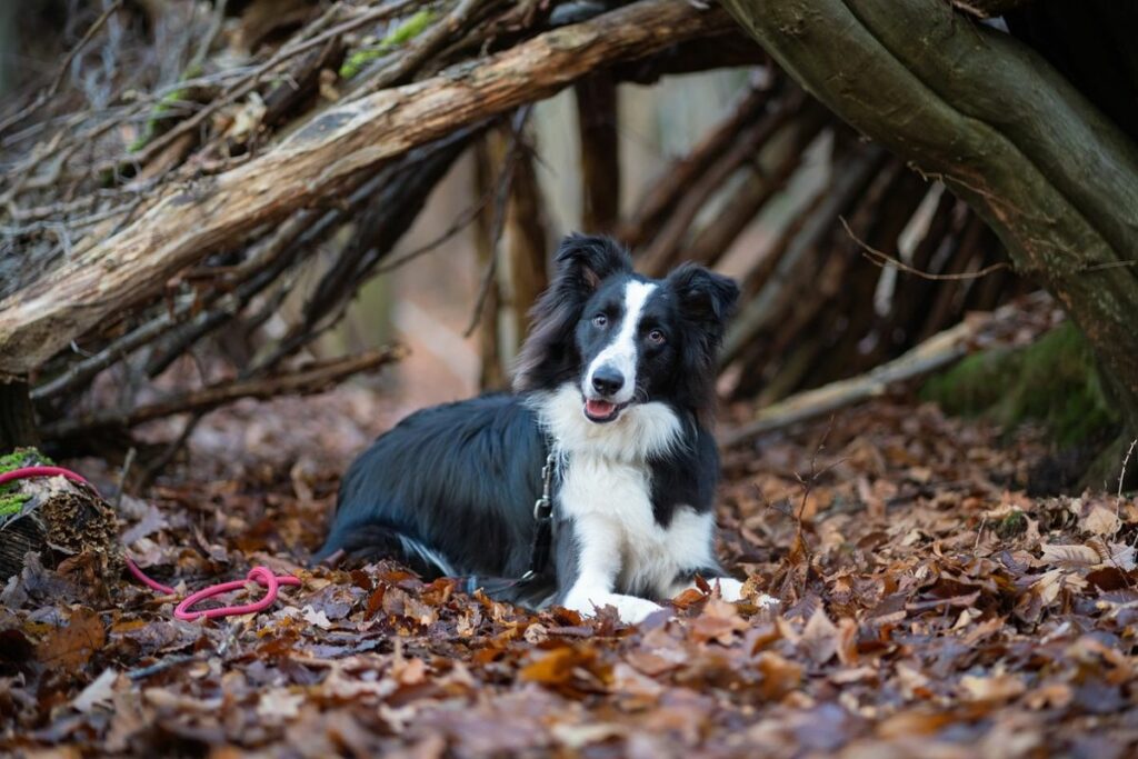 full grown border collie