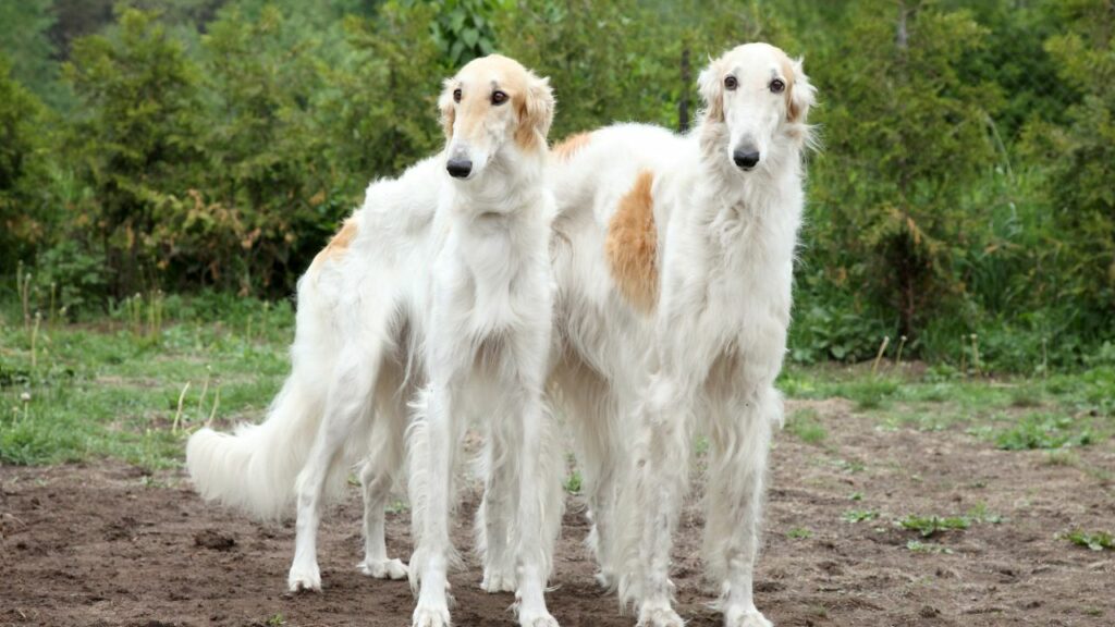 big giant dogs