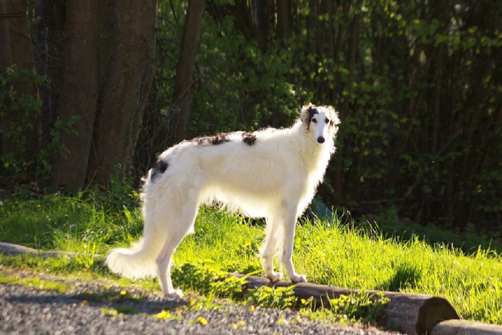 afghan hound intelligence
