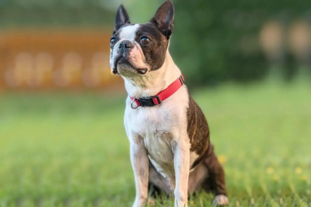 Best small Guard Dog breeds