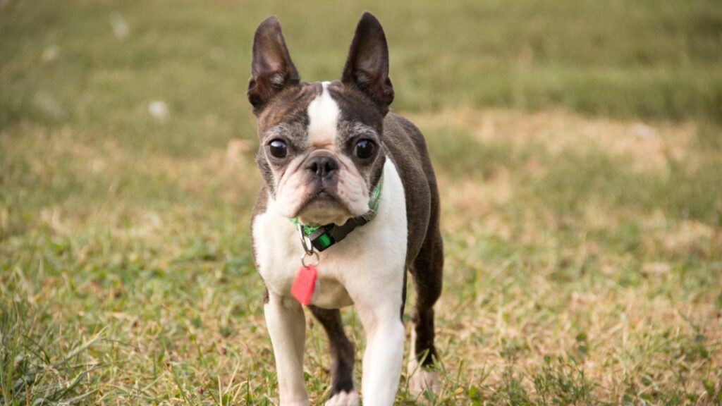 Boston Terrier eye problems
