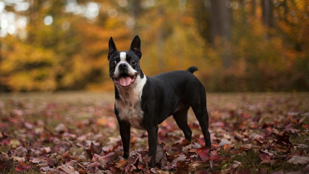 best dog breeds for city living